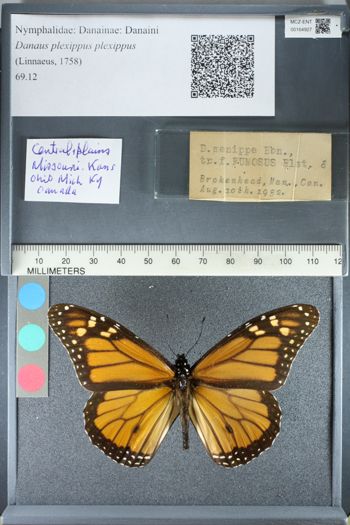 Media type: image;   Entomology 164927